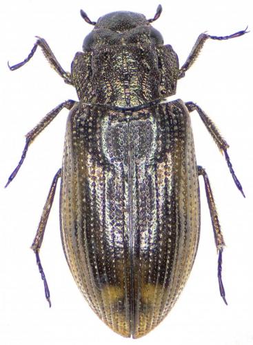 Réf. 185 369 : Helophorus glacialis